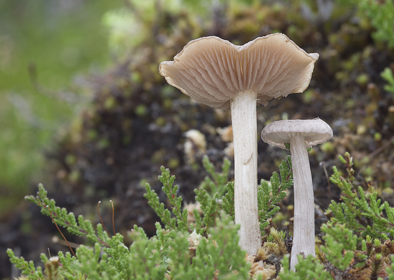 Entoloma elodes